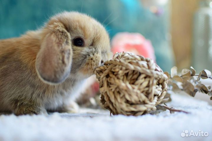 Декоративные кролики. Минилопы