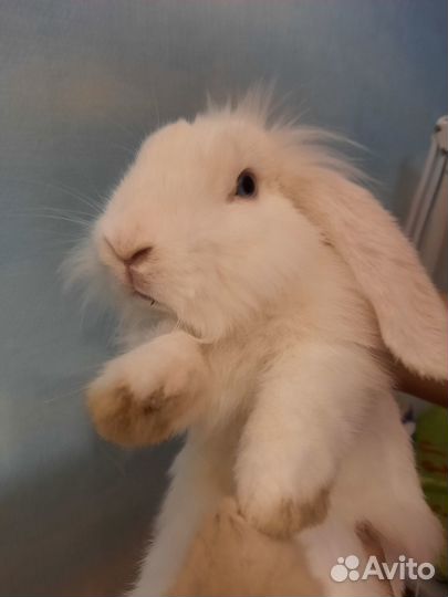 Декоративные кролики вислоухие