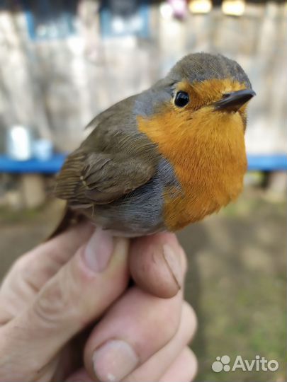 Певчие лесные птицы