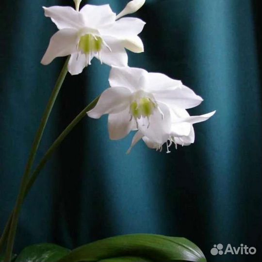 Эухарис амазонская лилия луковицы