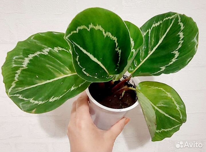 Калатея Эппл Би