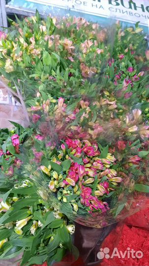 Гербера Альстромерия