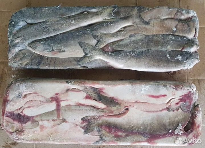 Кета Опт псг от 20 кг