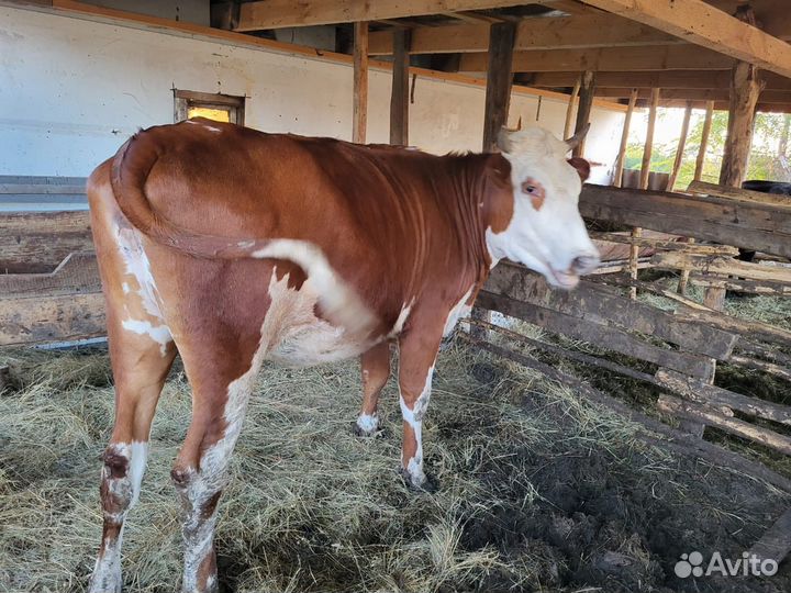 Коровы и быки