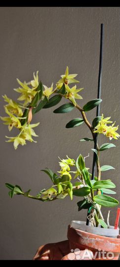 Dendrobium catenatum