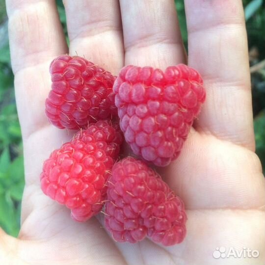 Саженцы малины, ягоды годжи, смородина, жимолость