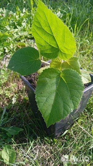 Продам Павловнию