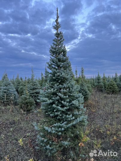 Ель Голубая Глаука Колючая Пицеа Пунгенс в стрижке