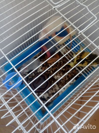 Крысята с клеткой
