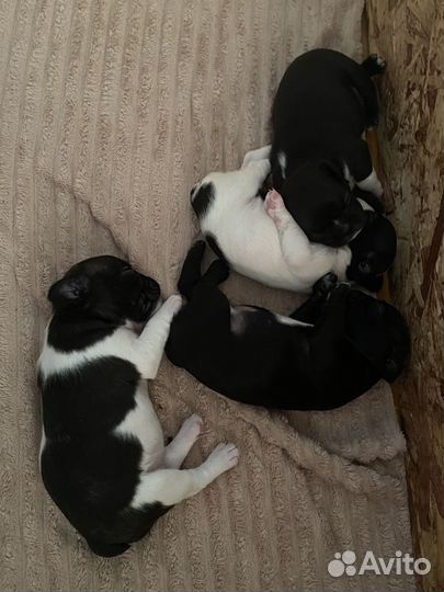 Французский бульдог щенки