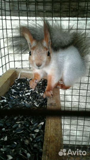 Белка. бельчата