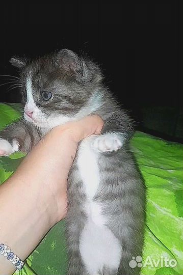 Котёнок в добрые руки девочка почти 1 месяц