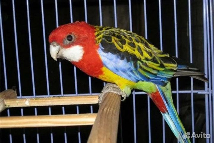 Красные и пестые розеллы