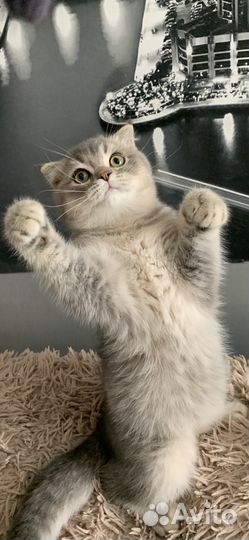 Шотландский котенок