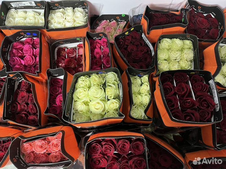 Цветы. Роза от