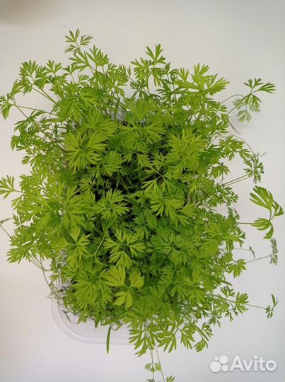 Бэби лист морковь