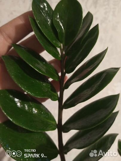 Замиокулькас