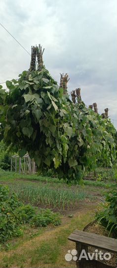 Веники для бани