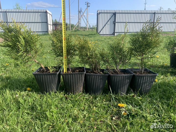 Туя Смарагд. Туя Дуглас П.Туя Можжевельник