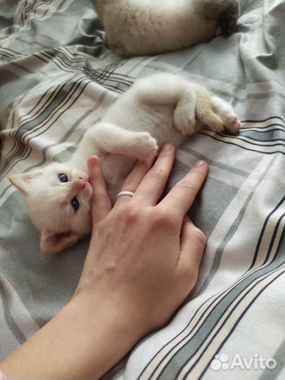 Котята в добрые руки бесплатно