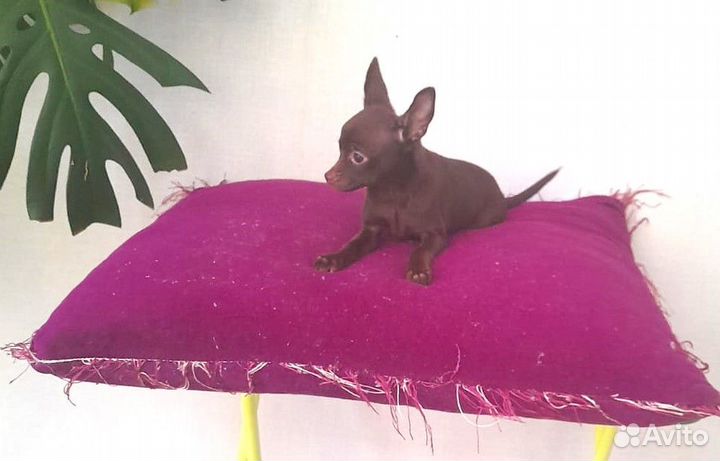Собачка чихуахуа