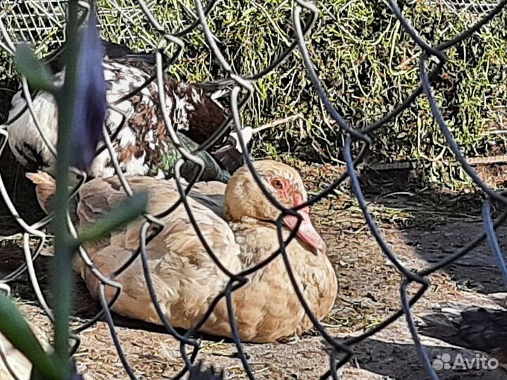 Индоутка. Мускусная утка. Селезень