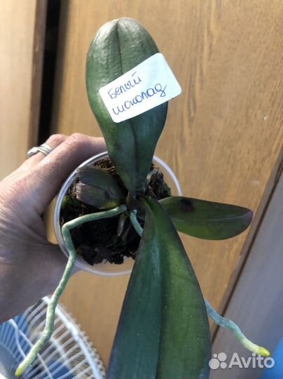 Орхидея Фаленопсис