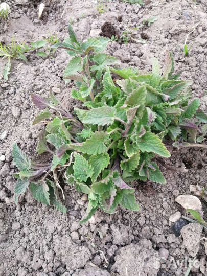 Мелисса, мята