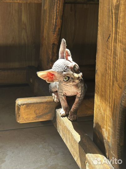 Котенок Канадский сфинкс девочка