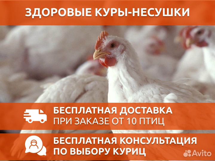 Куры несушки Белые