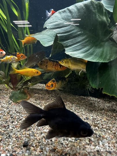 Карпы кои, кометы и другие золотые рыбки