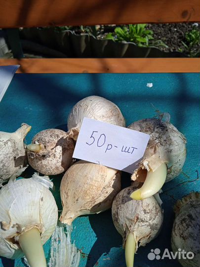 Чеснок рокамболь