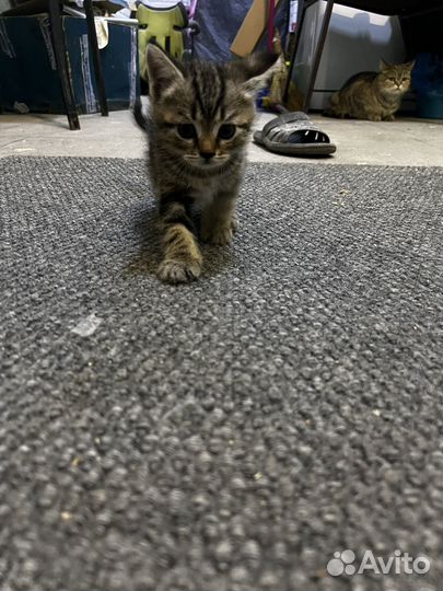 Котята в добрые руки бесплатно