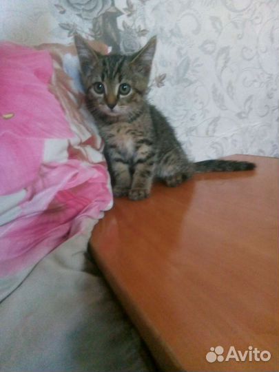 Котенок