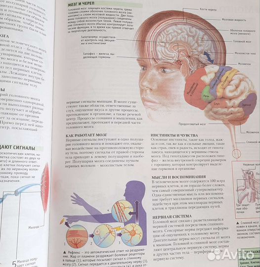 Большая энциклопедия школьника