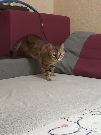 Отдам кота в добрые руки
