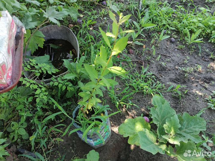 Саженцы верба. Закрытая корневая система