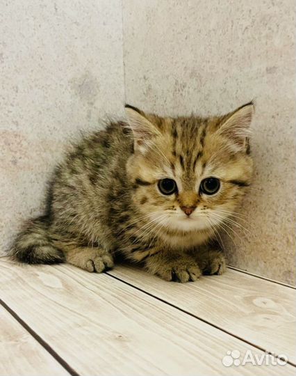 Шотландская золотая шиншилла