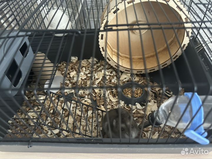 Хомяк джунгарик с клеткой