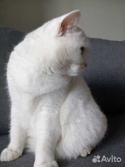 Кошка шотландская прямоухая