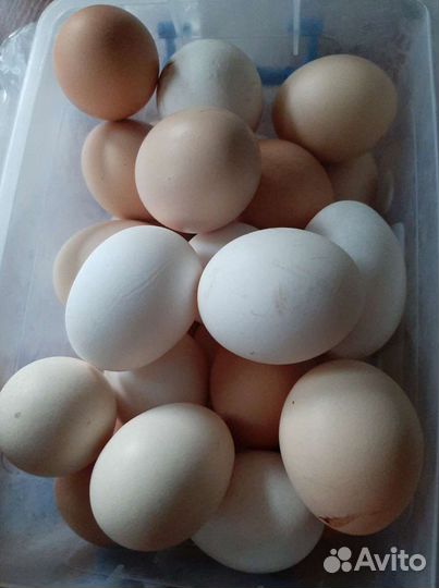 Деревенские куриные яйца