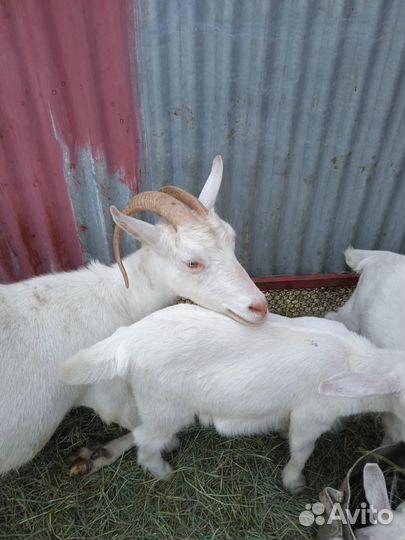 Продаются козочки
