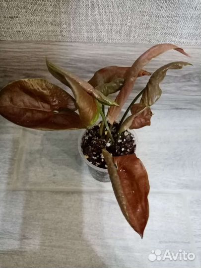 Монстера Манки