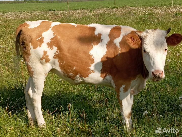 Телки стельные