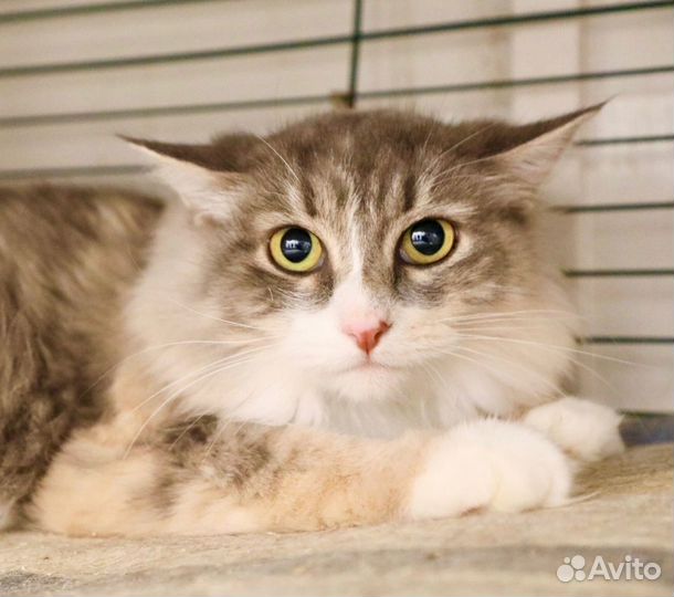 Жасмин - меховая красотка в дар