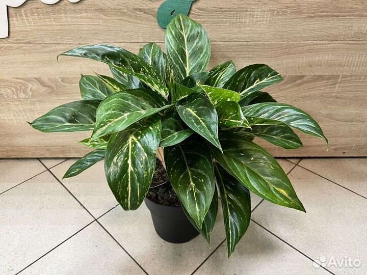 Аглаонема большая