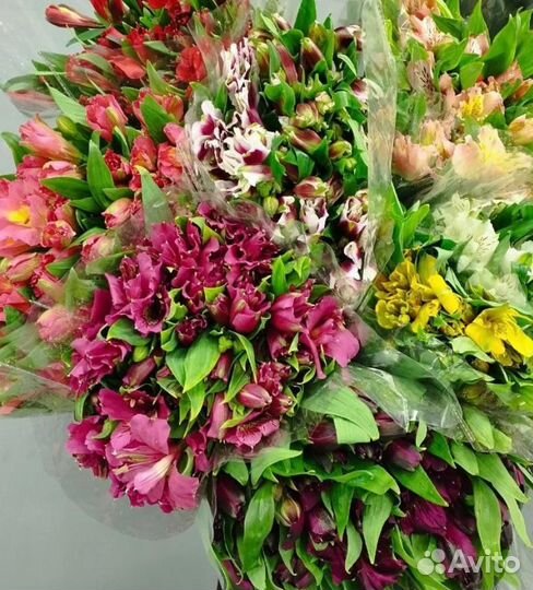 Цветы альстромерия