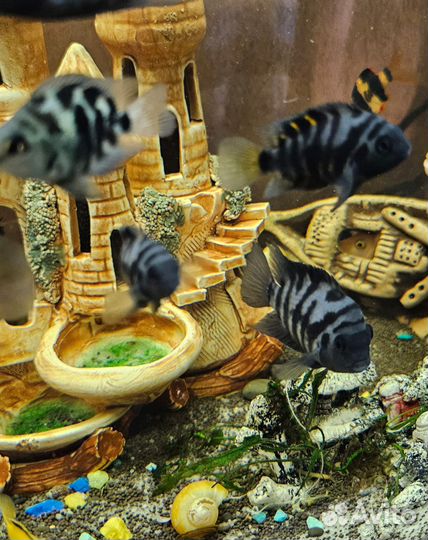 Аквариумные рыбки