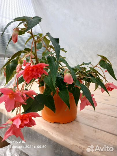 Комнатные цветы герань