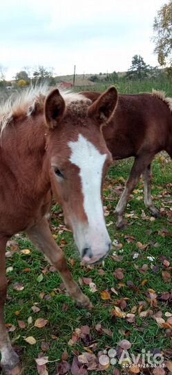 Продам жеребят